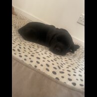 Labrador Retriever - Both