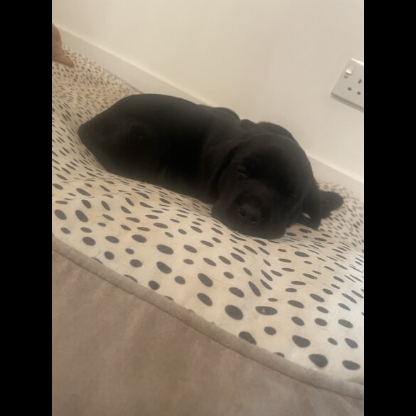Labrador Retriever - Both
