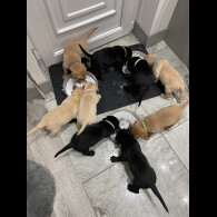 Labrador Retriever - Both
