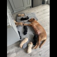 Labrador Retriever - Both