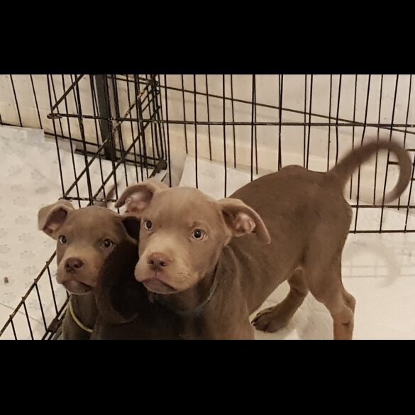 Labrador Retriever - Both