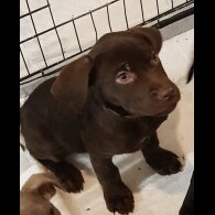 Labrador Retriever - Both