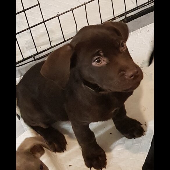 Labrador Retriever - Both