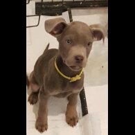 Labrador Retriever - Both