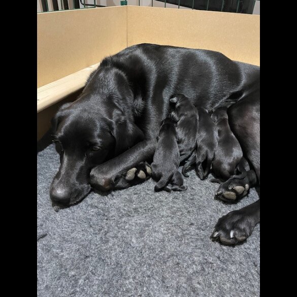 Labrador Retriever - Both