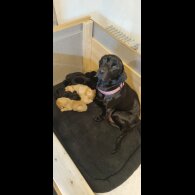 Labrador Retriever - Dogs
