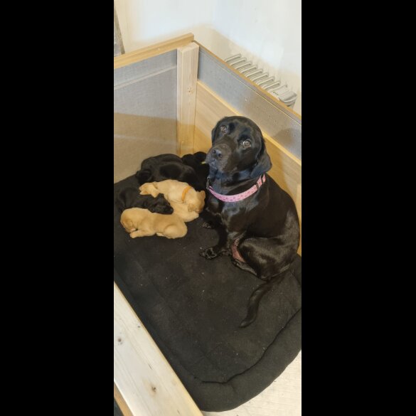 Labrador Retriever - Dogs