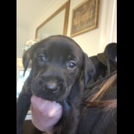 Labrador Retriever - Dogs