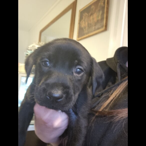 Labrador Retriever - Dogs