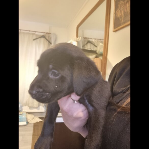 Labrador Retriever - Dogs