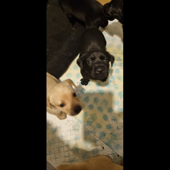 Labrador Retriever - Dogs