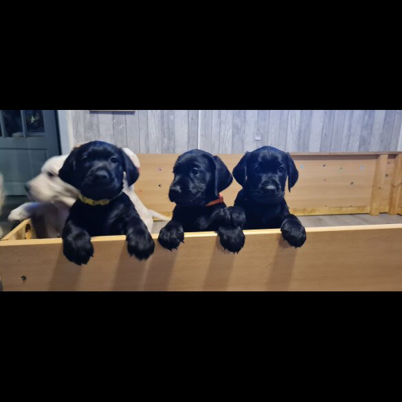 Labrador Retriever - Both