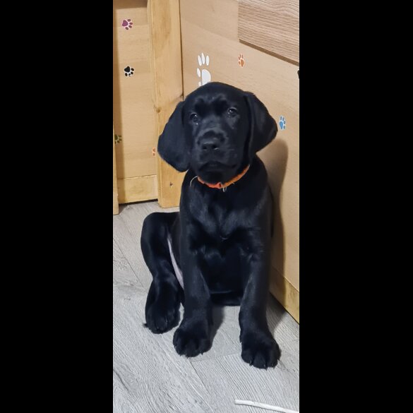 Labrador Retriever - Both