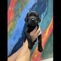Labrador Retriever - Both