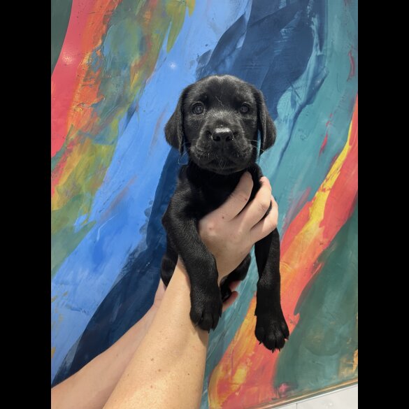 Labrador Retriever - Both