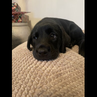 Labrador Retriever - Both