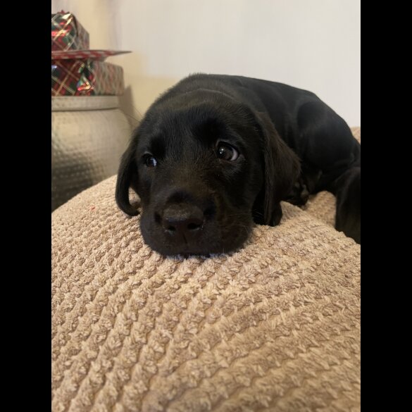 Labrador Retriever - Both