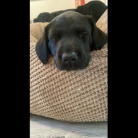 Labrador Retriever - Both