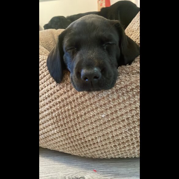Labrador Retriever - Both