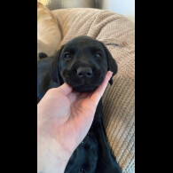Labrador Retriever - Both