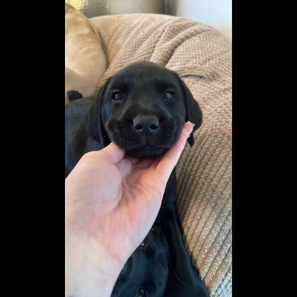 Labrador Retriever - Both