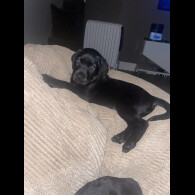 Labrador Retriever - Both
