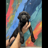 Labrador Retriever - Both