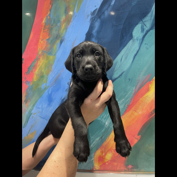 Labrador Retriever - Both