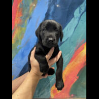 Labrador Retriever - Both