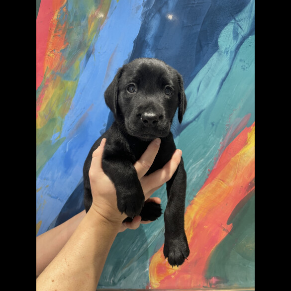 Labrador Retriever - Both