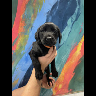 Labrador Retriever - Both