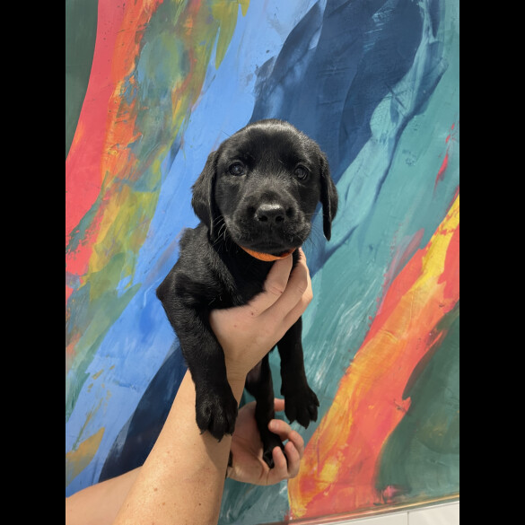 Labrador Retriever - Both