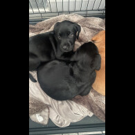 Labrador Retriever - Both