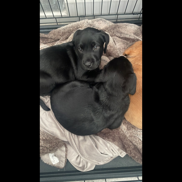 Labrador Retriever - Both