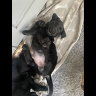 Labrador Retriever - Both