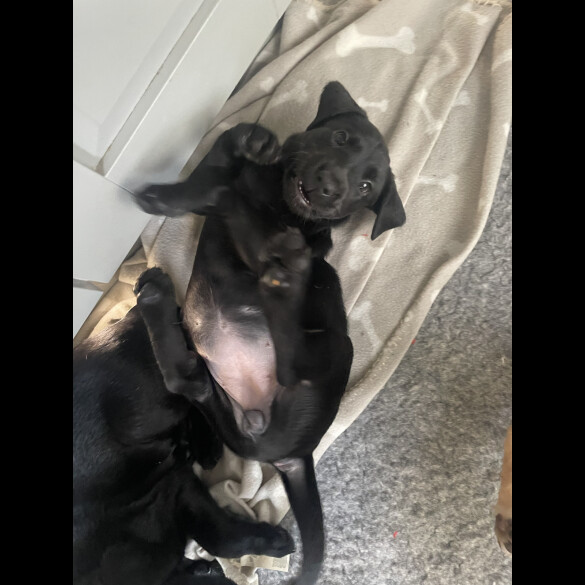 Labrador Retriever - Both