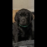 Labrador Retriever - Both