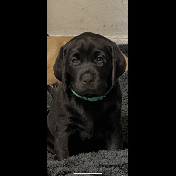 Labrador Retriever - Both