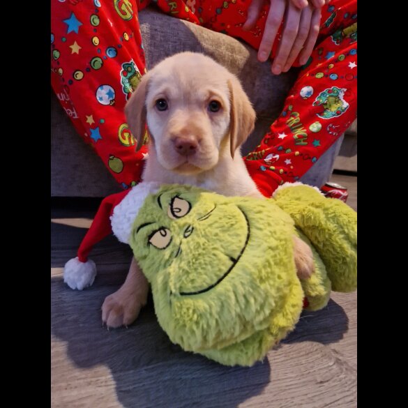 Labrador Retriever - Both