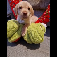 Labrador Retriever - Both