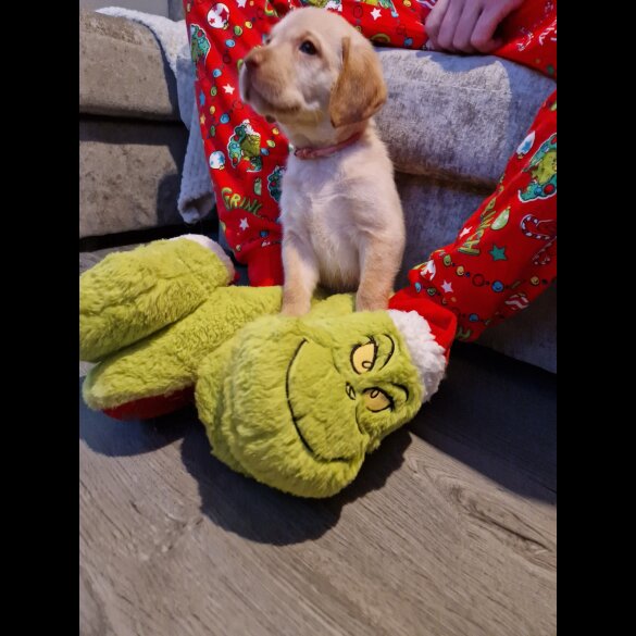 Labrador Retriever - Both