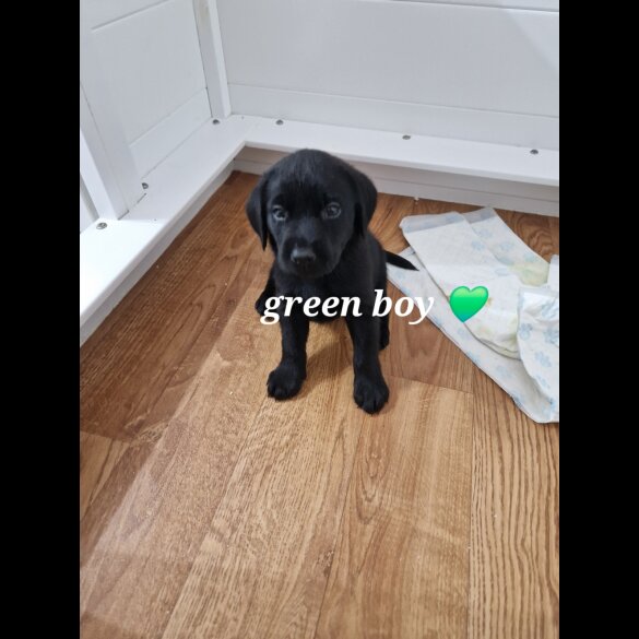 Labrador Retriever - Both