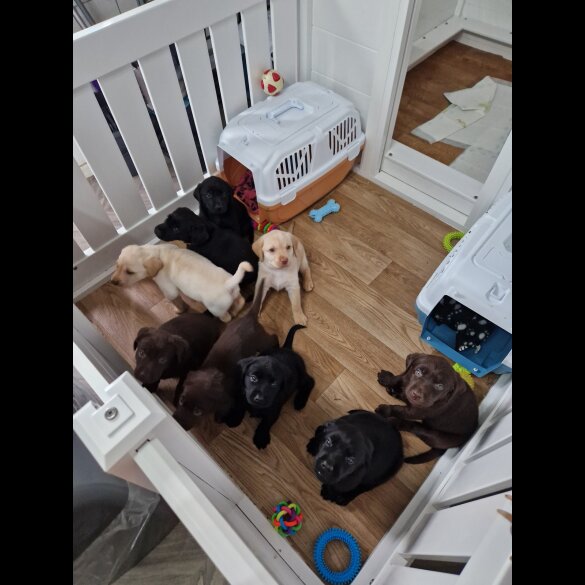 Labrador Retriever - Both