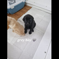 Labrador Retriever - Both
