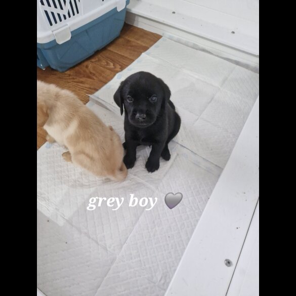 Labrador Retriever - Both