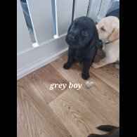 Labrador Retriever - Both
