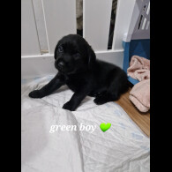 Labrador Retriever - Both