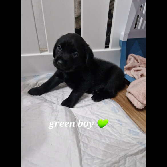 Labrador Retriever - Both
