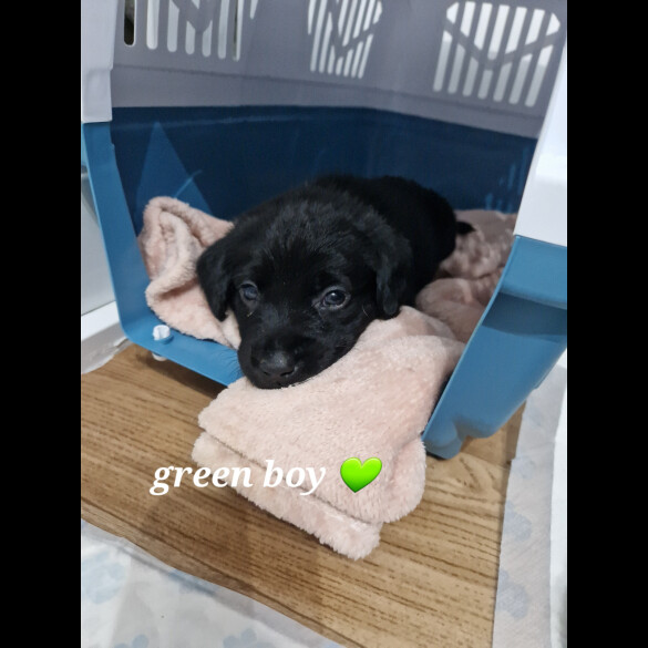 Labrador Retriever - Both