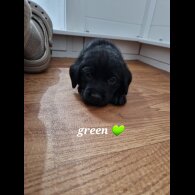Labrador Retriever - Both